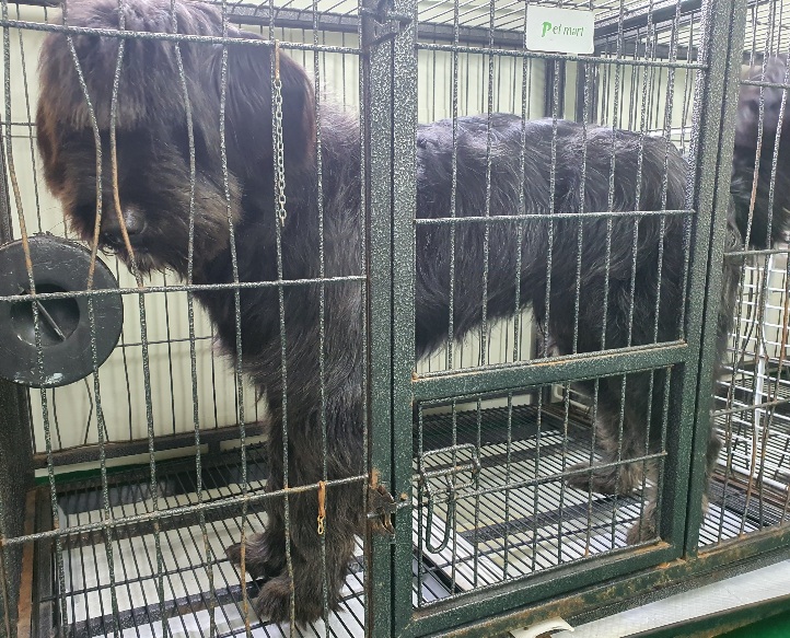 공주시 동물보호소_444450202300075